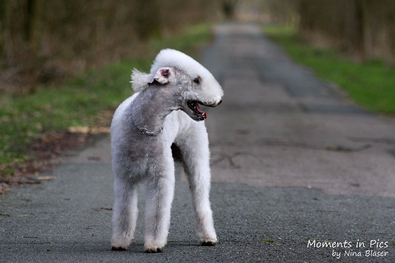 2010-04-02 Airis Blue Volshebny Svet (12).JPG